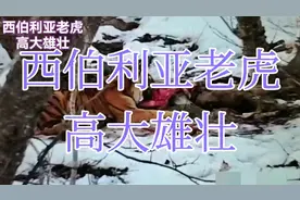 西伯利亚老虎，身材高大雄壮，野生动物之王，冰天雪地环境中生存视频封面