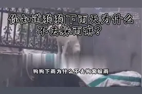 你知道狗狗下雨天为啥不喜欢躲雨嘛？视频封面