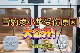 真相了！雪豹凌小蛰受伤的原因正式公布。视频封面