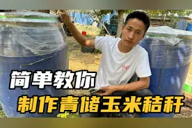 推荐一款青储玉米秸秆制作方法，操作很简单，小养殖户也可以完成视频封面