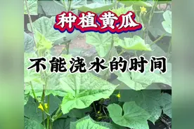 种植黄瓜技巧：如何避免浇水误区视频封面