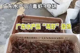 广东水产品“毒虾”登场：N-二甲基亚硝胺超标9.66倍！你敢吃吗？