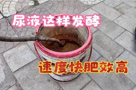 尿液别直接用，加两样东西发酵10天就能用，比任何化肥都好用视频封面