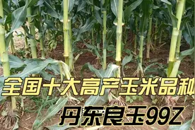 全国十大高产玉米品种，良玉99Z，抗倒伏第一名，密植米质好。