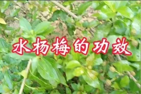 奶奶教给我的，小孩疳积用这种炖水喝有特效。视频封面