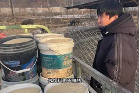 东北农村散养大黑猪，老乡说猪喂饲料会赔钱，主要喂稻糠玉米豆饼视频封面