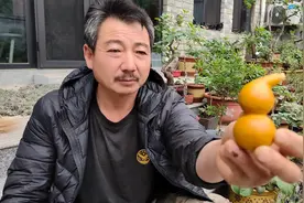 老话说的好，南檀北柘，密度堪比石头，柘木做成的葫芦真是硬！视频封面