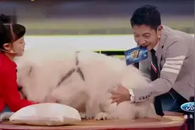 撒贝宁现场教一条狗怎么睡觉，让人哭笑不得，没想到它也叫小撒!视频封面
