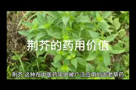 荆芥的药用价值