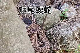 短尾蝮蛇，剧毒蛇类！我们当地叫它土蛇子！遇到一定要注意安全！视频封面