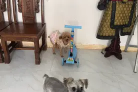 泰迪穿上裙子做技能更好看