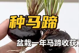 盆栽一年的马蹄终于收获了！带你看马蹄种植到收获的过程！视频封面