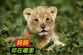 母狮始终走不出灌木丛，不停地在原地打转，到底发生了什么