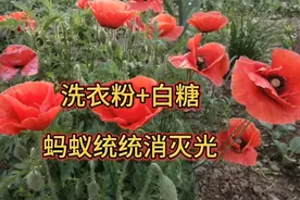 洗衣粉加白糖，蚂蚁统统消灭光。安全又环保，省钱又实用。