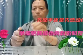 缩手反射是先缩手还是先感到疼？植物单细胞生物刺激反应是反射？
