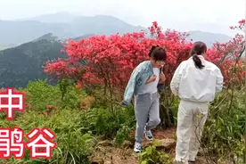 4月24日去磐安高姥山，看杜鹃花，可惜去晚了，花儿谢了一大半视频封面