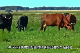 中老两国政府最新签署易协议，老挝50万头的活牛输华配额既日生效视频封面