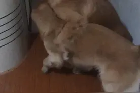 两小无猜视频封面