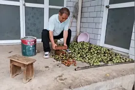 青皮核桃难去皮，老乔教你好方法又快还干净，一会儿一大筐视频封面