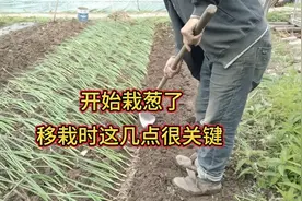 5-6月正是栽葱好时候，移栽时记住几个关键要点，缓苗快长势好视频封面