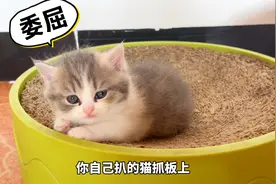 一斤的小猫一斤反骨，这么小脾气还挺倔！