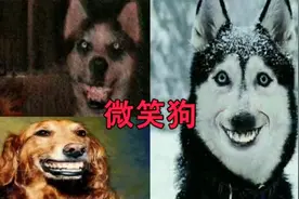 微笑狗视频封面