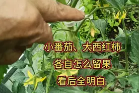 小番茄、大西红柿各自怎么留果？有舍才有得，看后全明白视频封面