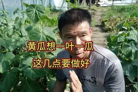 黄瓜不结瓜或结瓜少怎么办？这几点做好了，一叶结一瓜视频封面