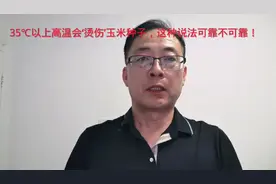 35℃以上高温会‘烫伤’玉米种子，这种说法可靠不可靠！视频封面