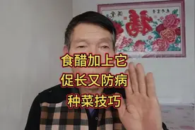 蔬菜种植技巧，食醋加上它促长又防病，已经过了多次验证