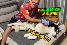 用狗语翻译器和狗狗聊天，傻狗的反应着实把我惊到了，笑得人肚疼