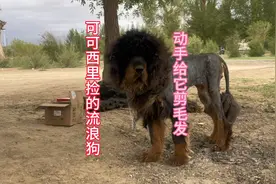 可可西里流浪的藏獒，带下山给它救助改造视频封面