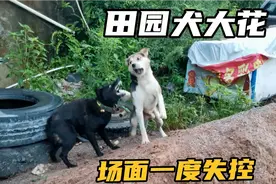 田园犬大花凶狠彪悍，方圆几里内无一合之敌，逮住脖子就咬着不放视频封面