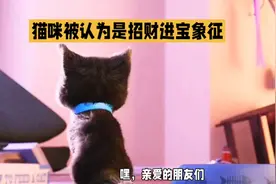 中国文化中的神秘生灵：猫的特殊地位视频封面