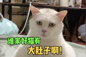 谁家好猫有大肚子啊？视频封面