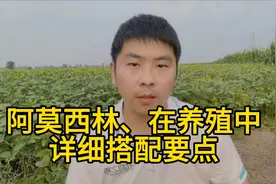 养殖中，阿莫西林详细搭配要点