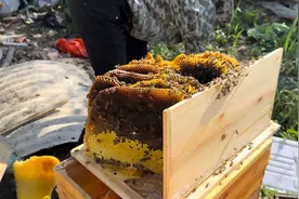 农村小伙在家摆几只蜂箱，每年立冬时割一回蜂巢蜜，土蜂蜜桂花香视频封面