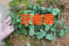 农村不起眼的“牙疼草”，很多人都不认识，拍给大家看看你认识吗视频封面