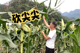 玉米砍尖真的能增产吗？科不科学不管，去年就是这么干的