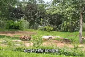 你见过这样的动物园吗？这里展示的不是动物，而是人类的罪恶！视频封面