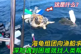 十几只海龟组团向人类求救，一个个造型怪异，幸得好心人仗义相助视频封面