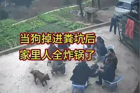 当狗掉进粪坑后，家里人全炸锅了视频封面