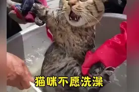 猫咪洗澡的奇葩反应，笑不活了😂