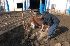 带你近距离体验一下，母牛自然分娩全过程，坐等接生！