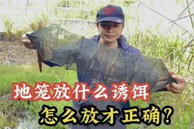 地笼放什么诱饵最好？怎么放才正确，用什么方法才能爆网