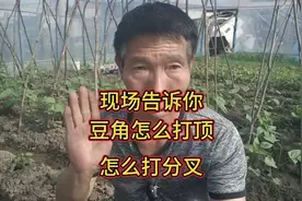 不管种植什么豆角，现场告诉你怎么打顶？怎么打分叉？需注意什么视频封面