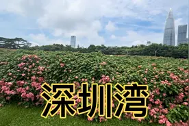 深圳市南山区，到深圳湾公园走走，这里可以看到香港视频封面