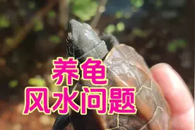 养龟的风水问题，龟缸摆放在哪个位置好？家庭养龟风水禁忌问题视频封面