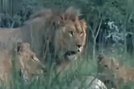 一个可乐瓶子引起的误会！视频封面