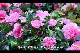 待到明天九月八，我花盛开百花杀#古诗词的魅力 #中华文化视频封面